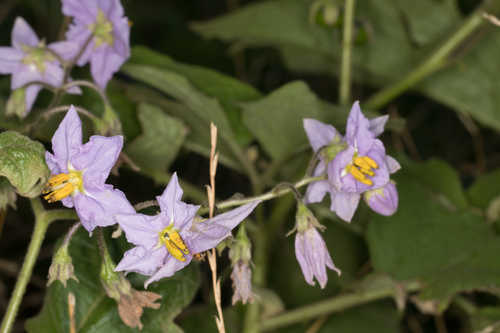 Solanum dimidiatum #4